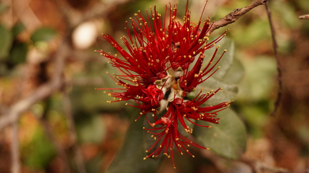 O’hia Lehua