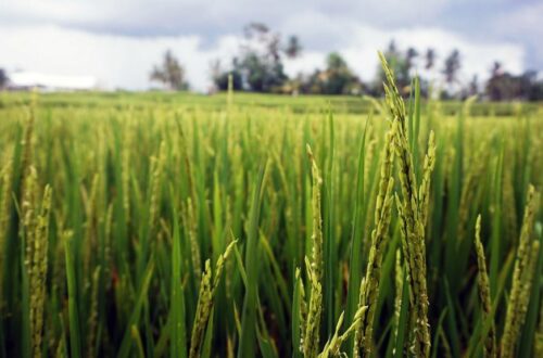 Rice Fields, Ubud, Bali