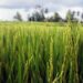 Rice Fields, Ubud, Bali