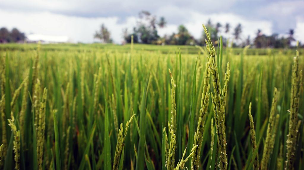 Rice Fields, Ubud, Bali